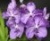 nemzetkozi-orchidea-es-bromelia-kiallitast-es-vasart-r